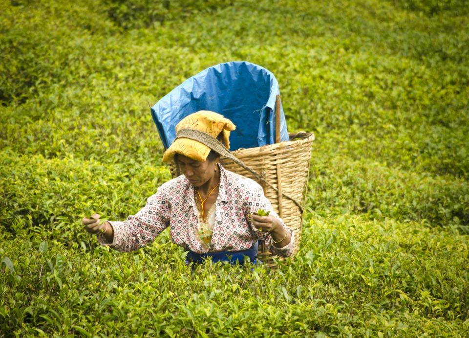 Tea Production Journey - Things To See in Darjeeling 