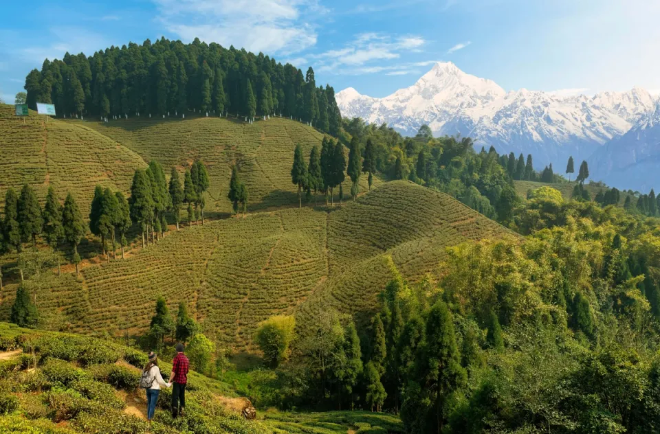 Guided Nature Walkthrough - Darjeeling Experiences