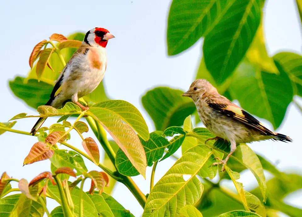 Habitat For Birds And Butterflies - Experiences In Lonavala, amã Stays & Trails