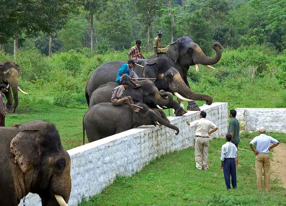 Interaction With Elephants at Dubare Camp - Unique Experiences In Coorg