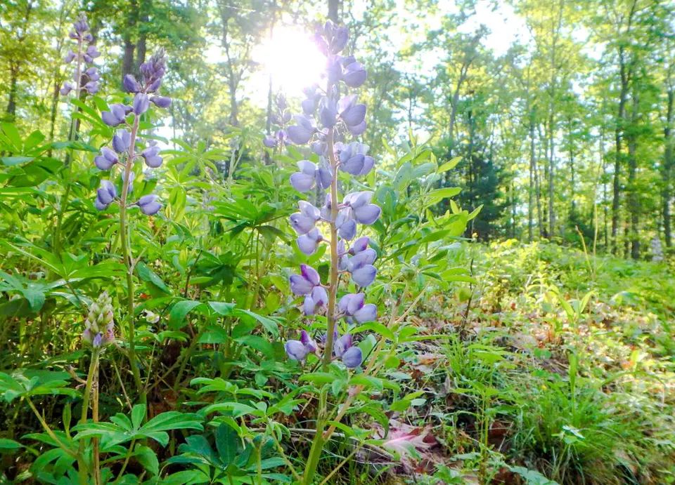 A Santucary For Endangered Flora - Experiences In Lonavala, amã Stays & Trails 