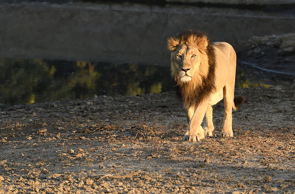 Lion Sighting Experiences In Junagadh, amã Stays & Trails