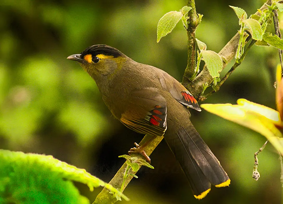 Biodiversity Hotspot - Experiences In Lonavala, amã Stays & Trails 