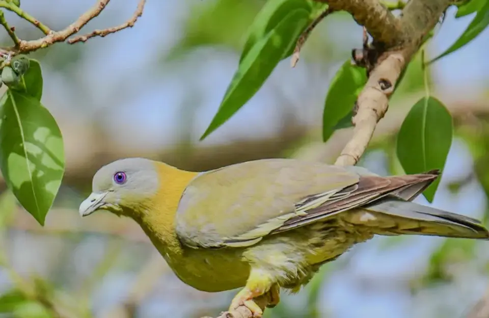 Bird Watching in Phansad Wildlife Sanctuary - Kashid Attractions