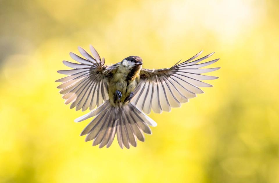 Birdwatching - Activities In Junagadh, amã Stays & Trails