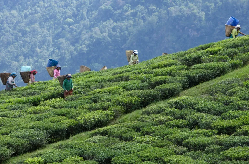 Tea Estate Tour