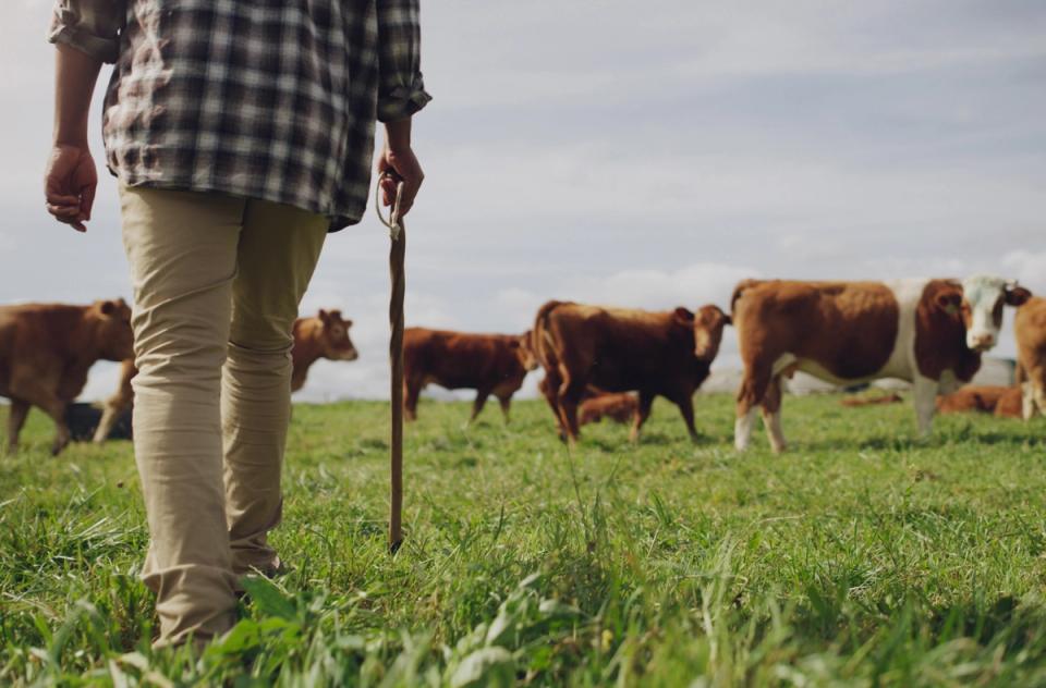 Dairy Farm