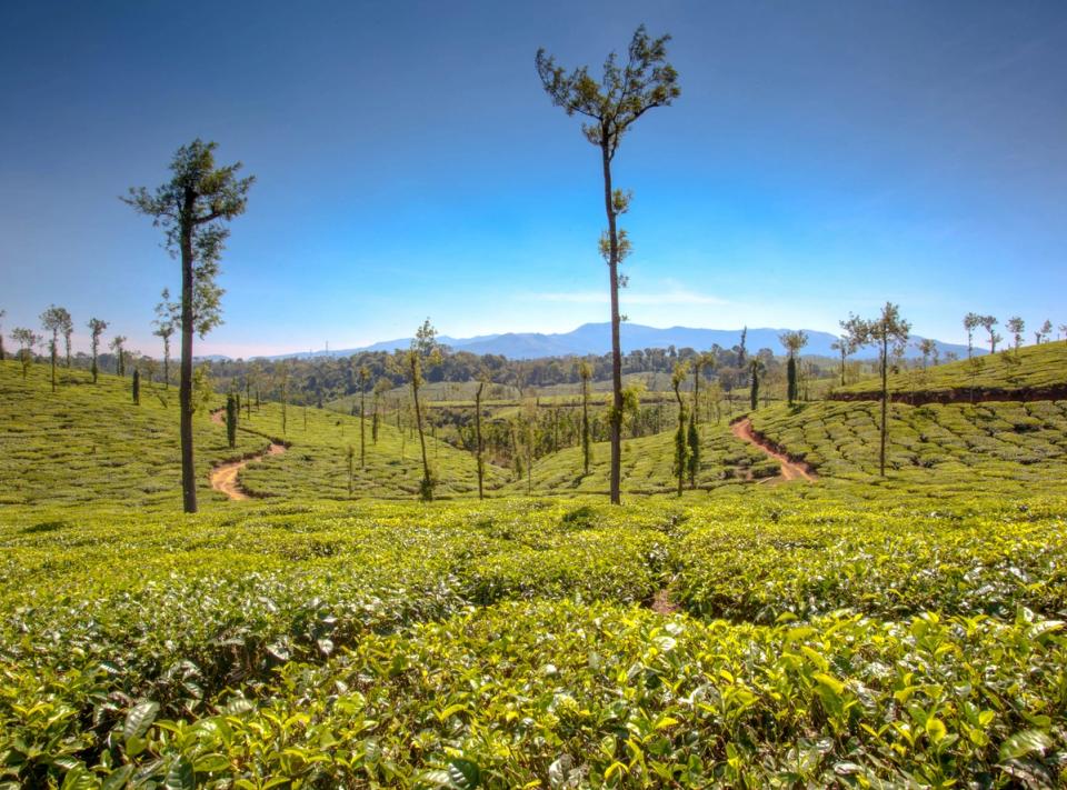 Tea Landscape - Things To See in Coorg, amã Stays & Trails 