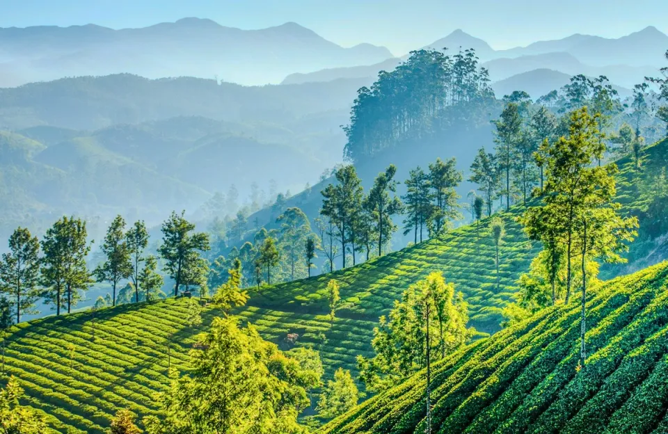 Tea Evolution Journey - Things To See In Munnar, amã Stays & Trails 