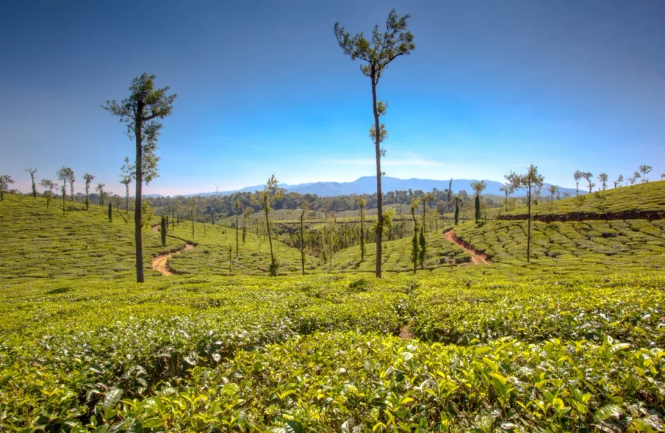 Tea Landscape - Things To See in Coorg