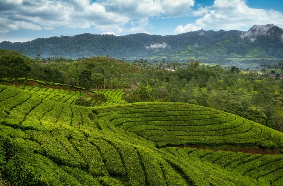 Explore Tea Plantations