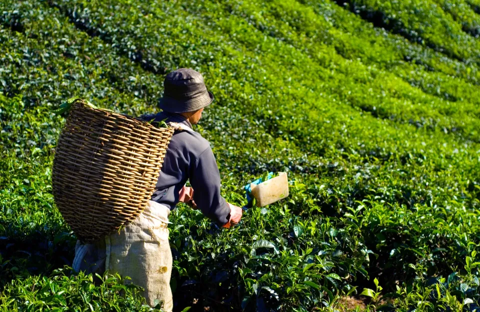 Tea Evolution - Things To See In Munnar, amã Stays & Trails 