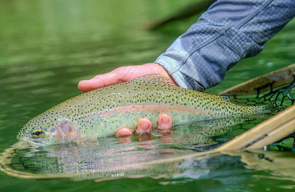 Trout Fishing at KDHP Estates - Things To Do In Munnar