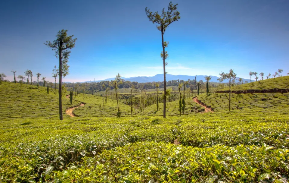 Things To See in Coorg - Tea Landscape