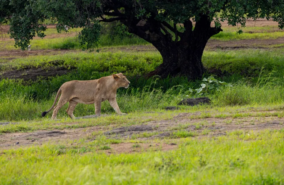 Lion Sighting - Things to See in Junagadh, amã Stays & Trails