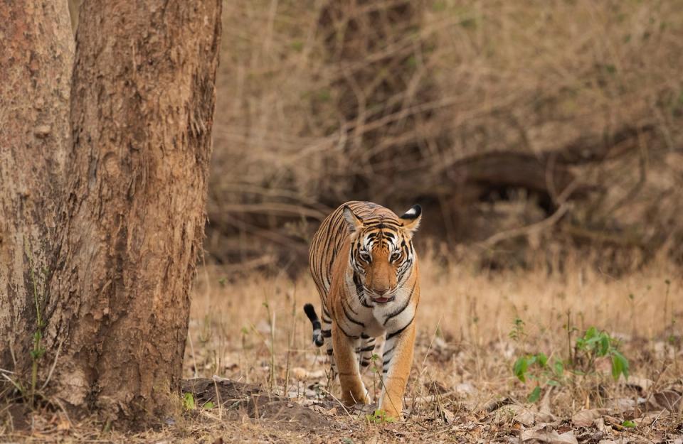 Nagarhole Tiger Reserve - Things To Explore in Coorg