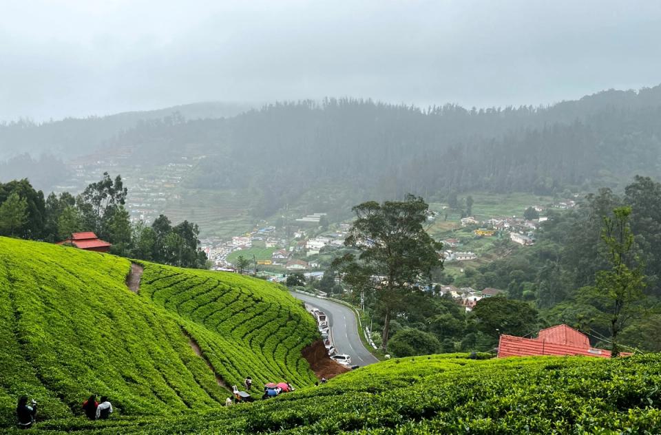 Journey Through Tea Production - Darjeeling Experiences