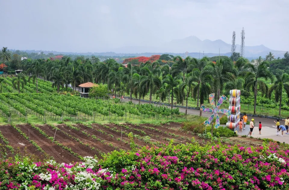 Vineyards & Wine Tasting - Attractions in Nashik, amã Stays & Trails