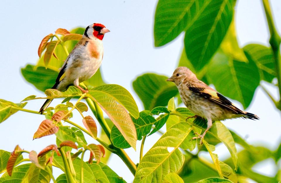 Habitat For Birds And Butterflies - Unique Experiences In Lonavala