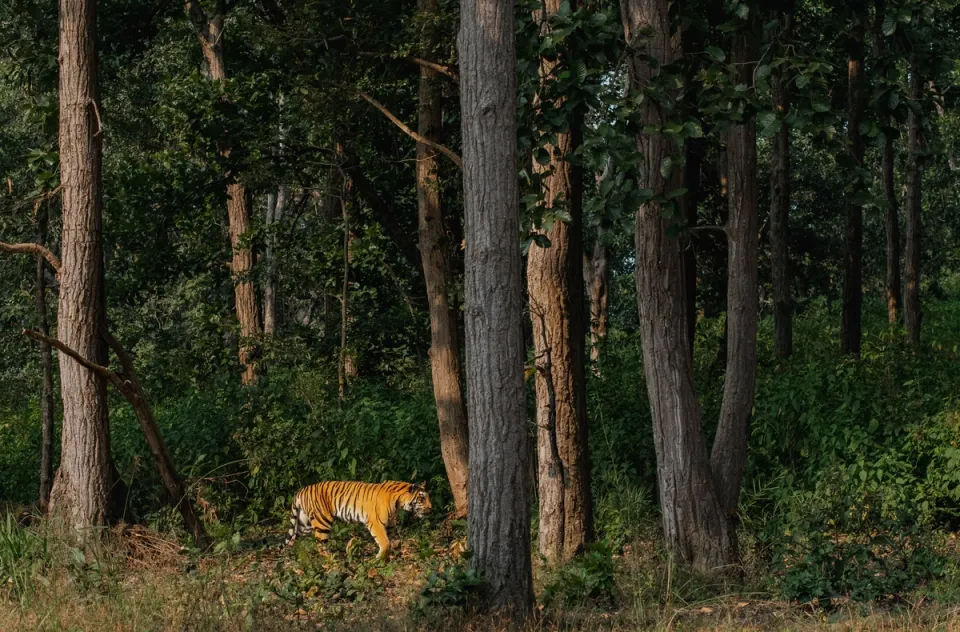 Nagarhole National Park