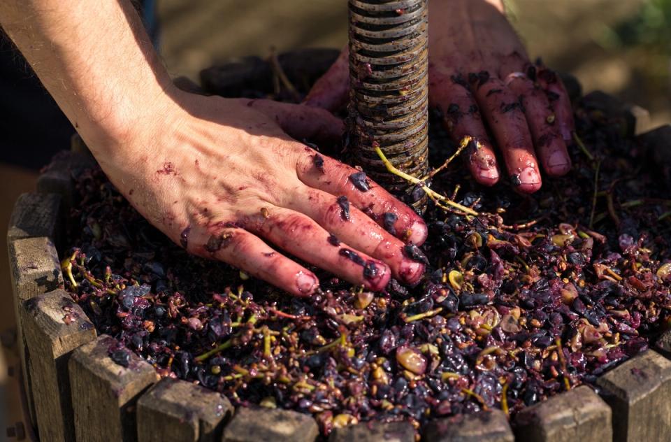 Vintage Fruit Wine Making