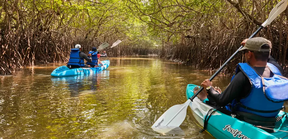 Night Kayaking In The Mangroves