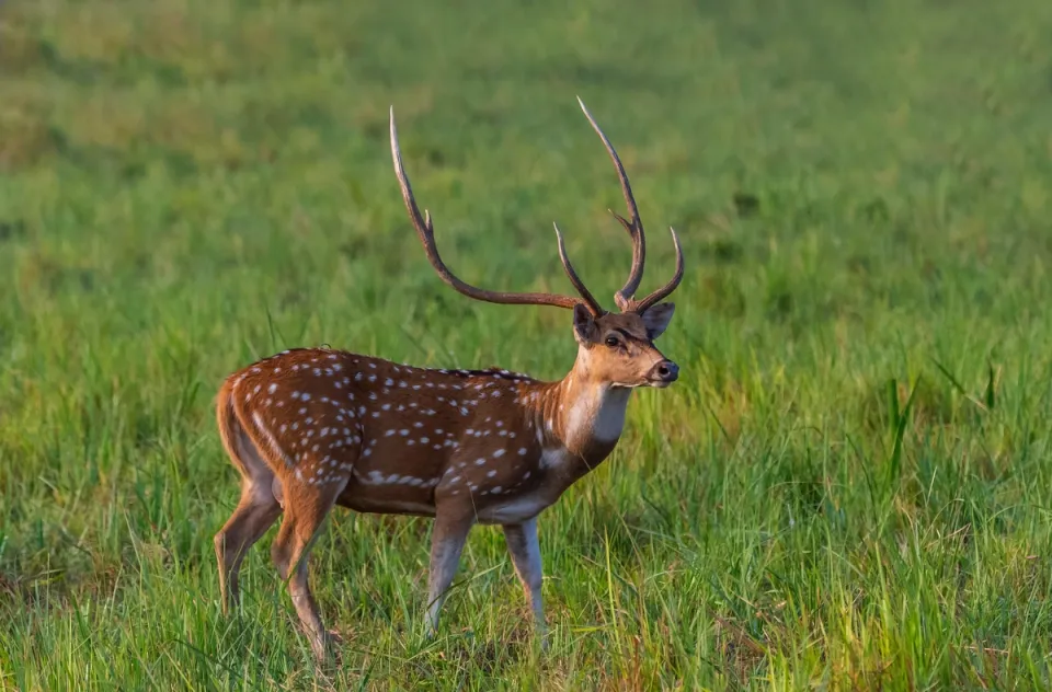 Phansad Wildlife Sanctuary