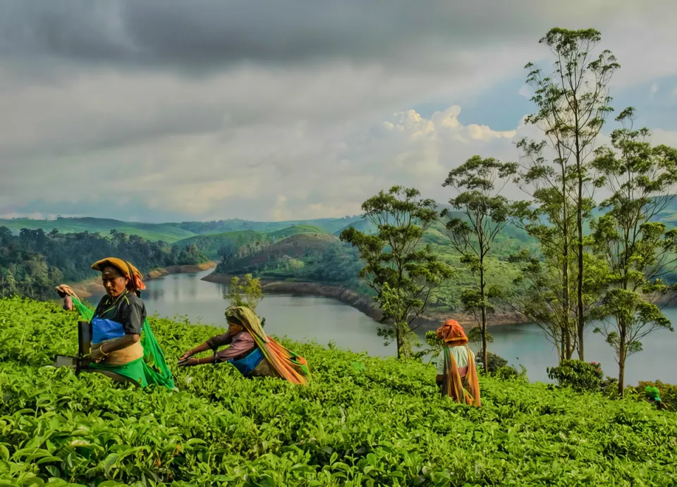 Tea Production Tour - Things To Do In Munnar, amã Stays & Trails 