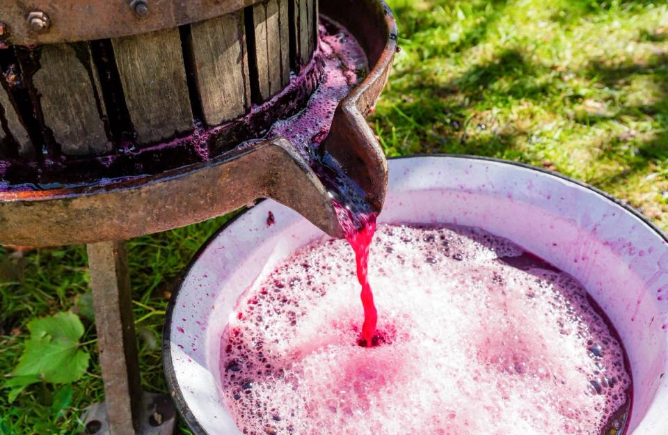 Vintage Fruit Wine Making - Things To Do in Wayanad - amã Stays & Trails