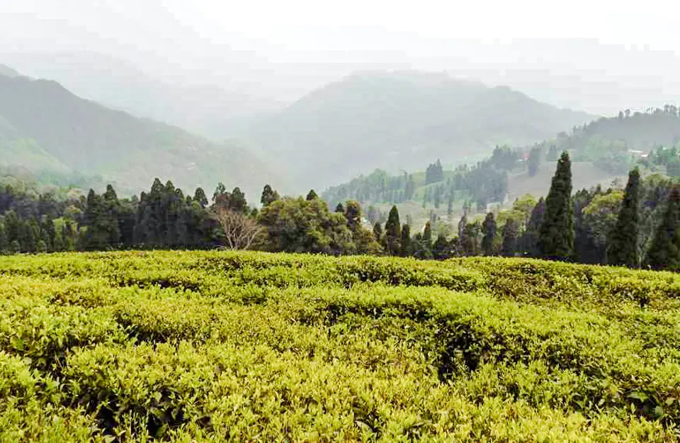 Tea Nature Exploration in Darjeeling, amã Stays & Trails