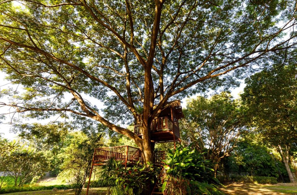 Meals in the Tree House