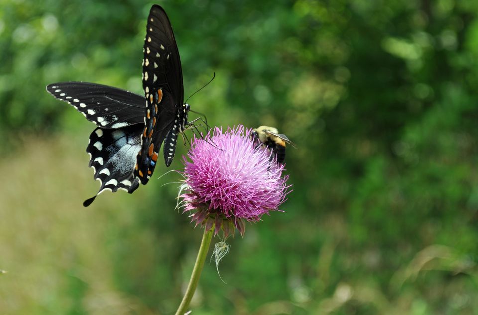 Visit to the Butterfly Research Centre