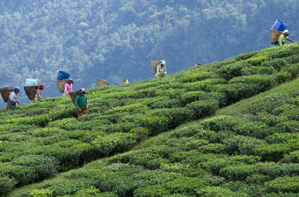 Kotagiri Tea Estate Tour - Things To Do In Kotagiri, amã Stays & Trails