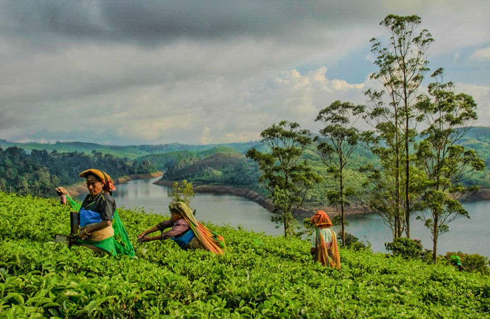 Tea Production Tour - Places To Visit In Munnar, amã Stays & Trails 