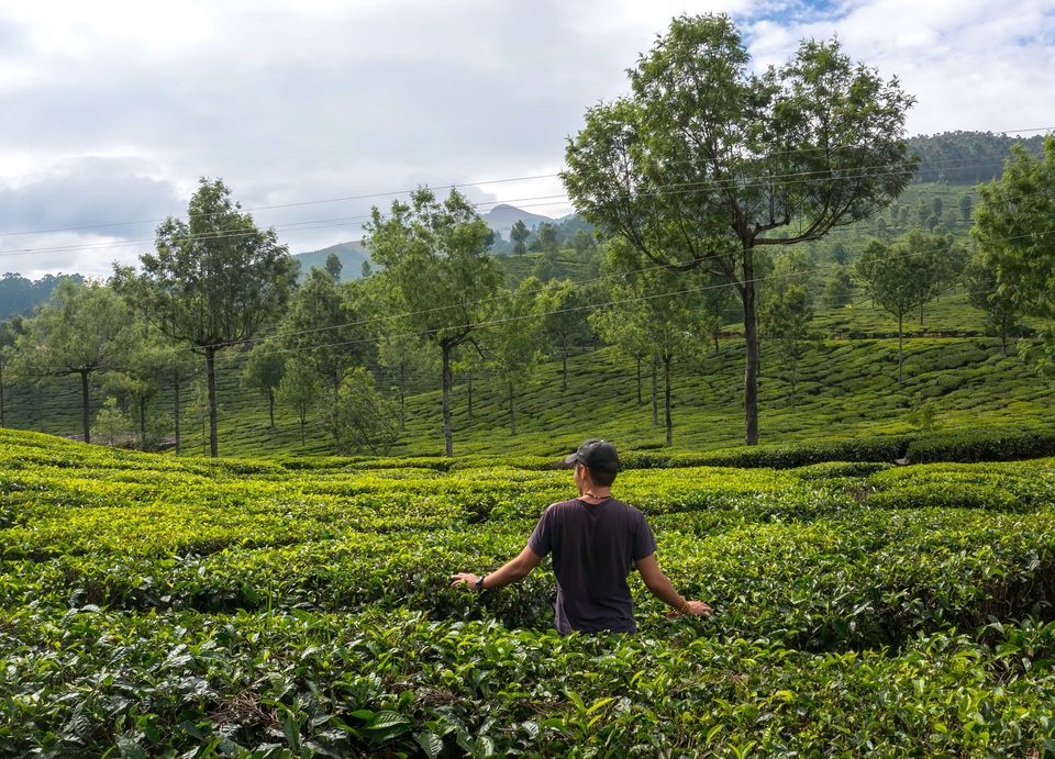 Scenic Plantation Walk at Taneerhulla Bungalow, Coorg - amã Stays & Trails