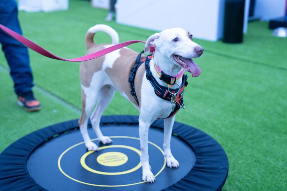 Pet Event