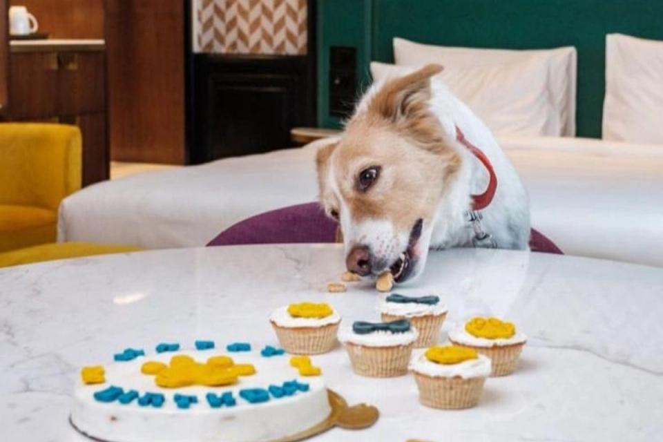 Pet Event
