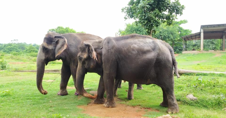 Places To Visit Near Ginger Chennai OMR - Vandalur Zoological Park
