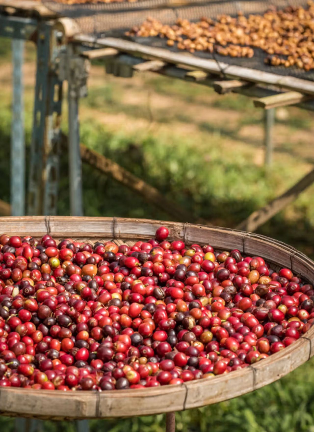 Chikmagalur – A Paradise for Coffee Lovers