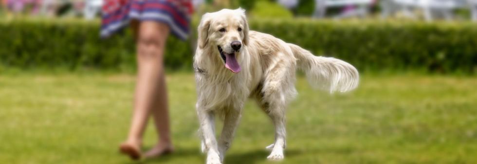 Pawcations - Pet-Friendly Offer at IHCL SeleQtions Hotel