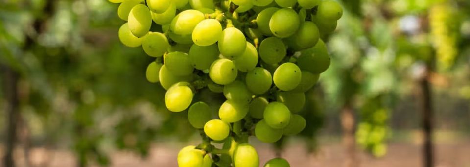 wine experiences luxury hotels Nashik
