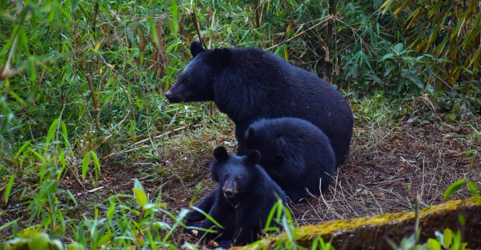 Places to visit near Ginger Gangtok Bojoghari- Himalayan Zoological Park