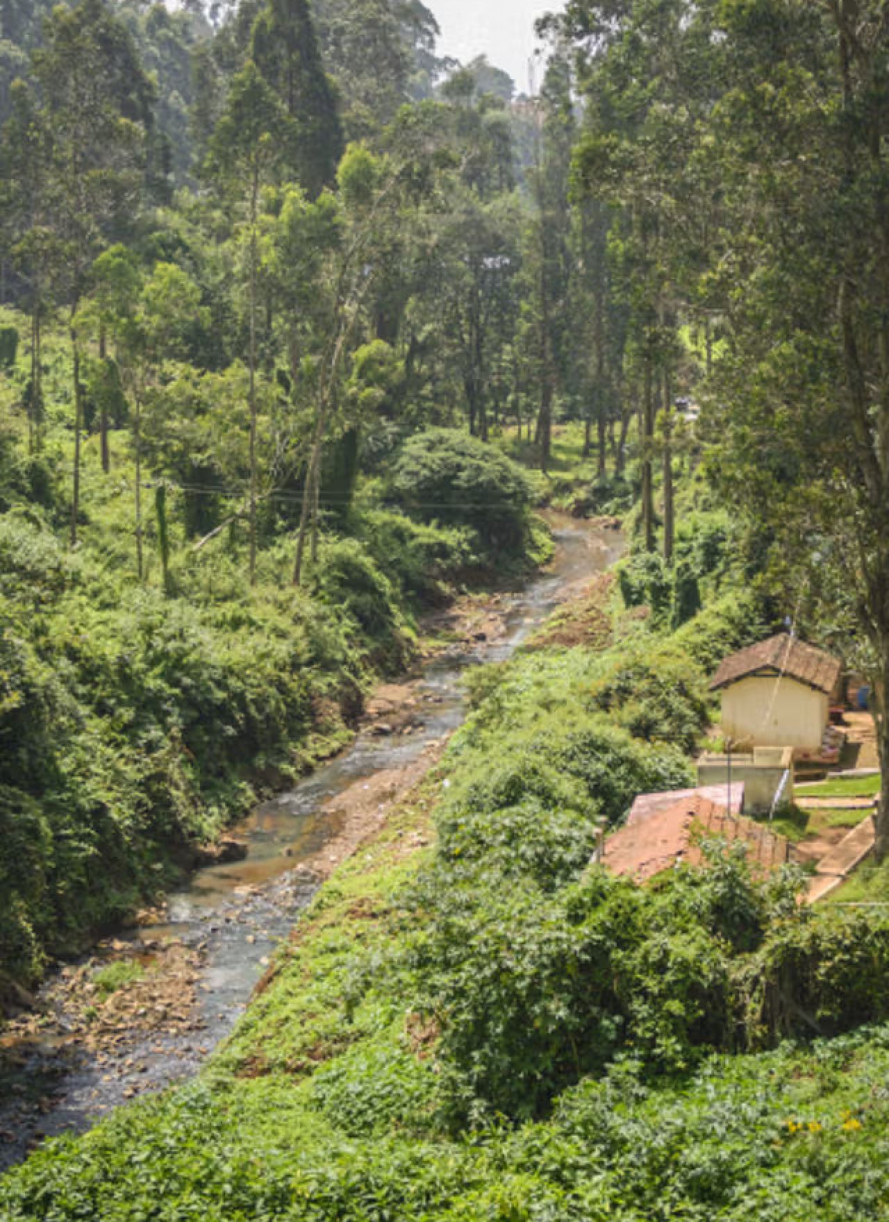 Bird-Watching Sites in Coonoor