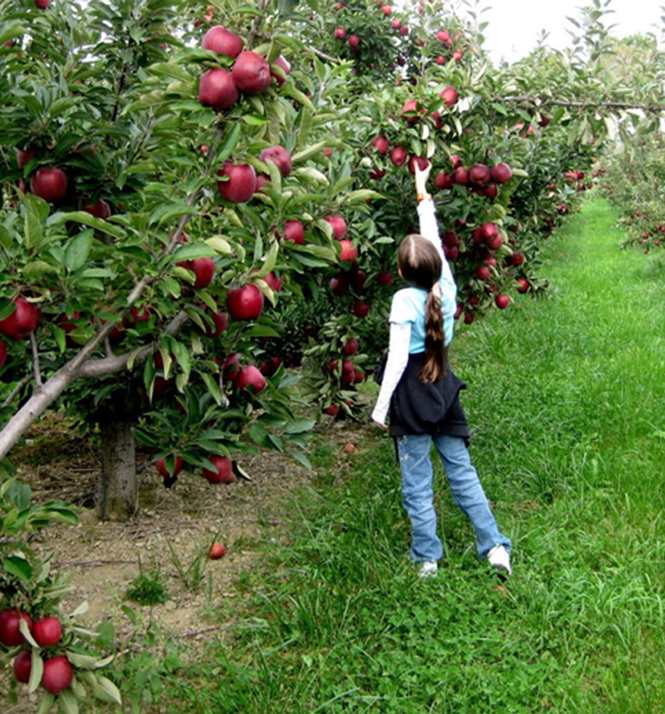 Apple Orchard Dining - Experience at Taj Theog, Shimla