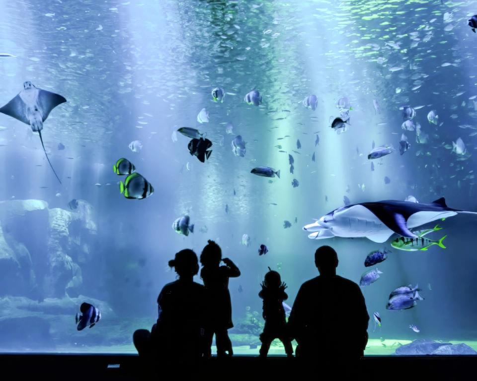 Sea Life London Aquarium - Attractions & Places to Visit in London