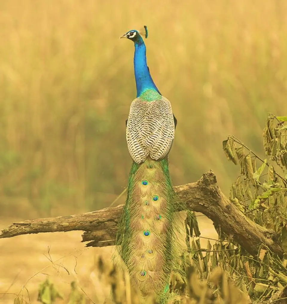 600 Bird Species - Meghauli Serai, Nepal