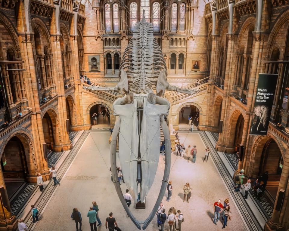  Natural History Museum - Attractions & Places to Visit in London