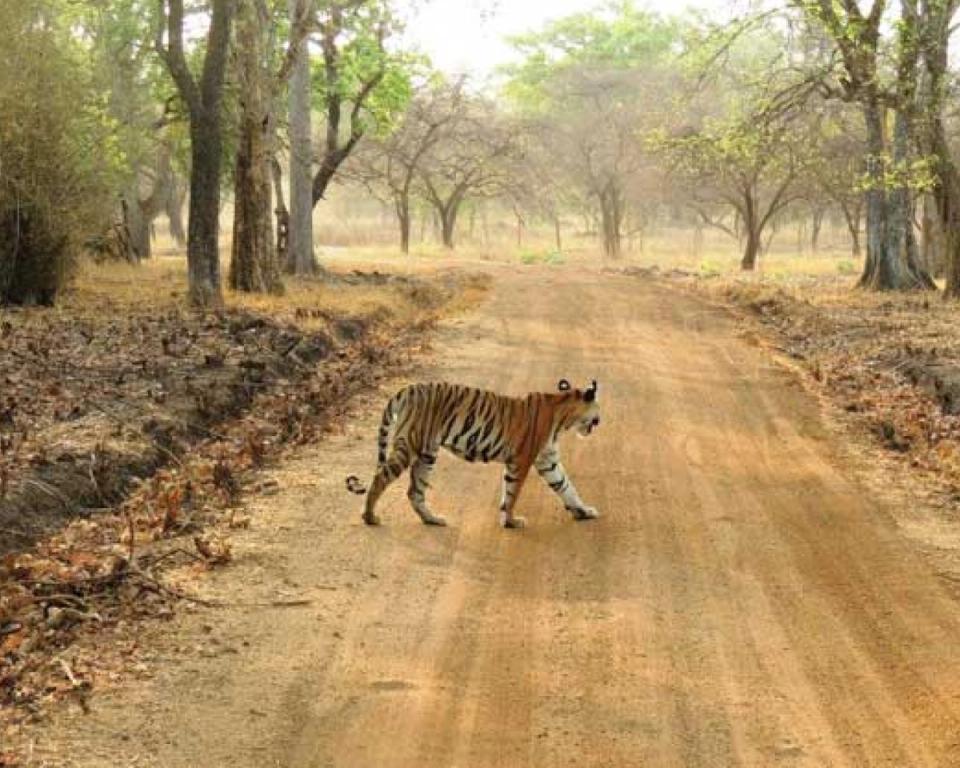  The Wildlife Tour – National Park near Taj Lakefront, Bhopal