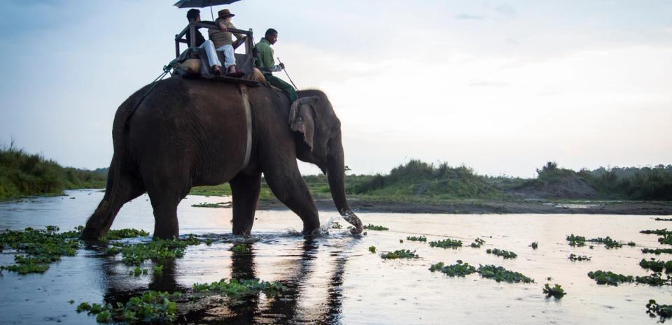 Meghauli Safari Experience By Sitting On An Elephant