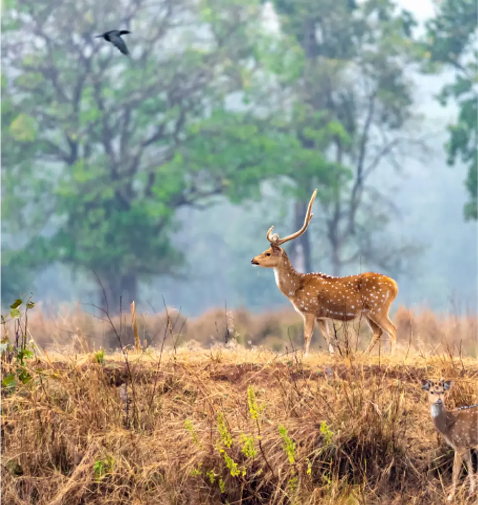  Spot The Rare Barasingha And Royal Bengal Tiger - Taj Banjaar Tola